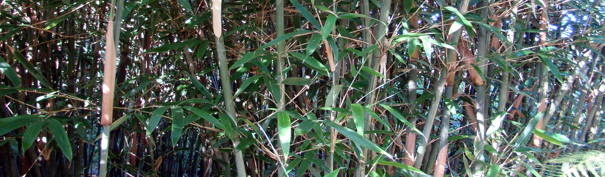 Bamboo nursery