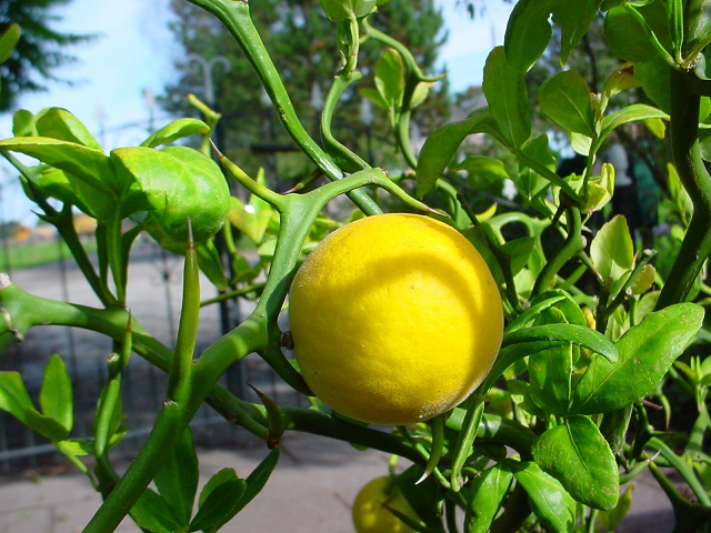 winter hardy lemon