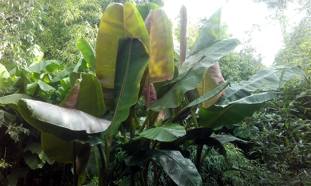 Musa sikkimensis - one of the beautiful garden bananas