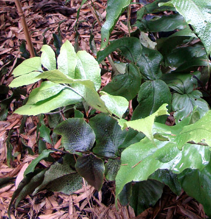 cyrtomium macrophyllum bij deGroenePrins botanische tuin