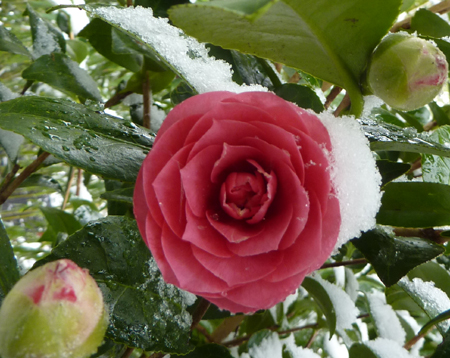 Camellia 'Black Lace' is a bestseller at the botanical garden