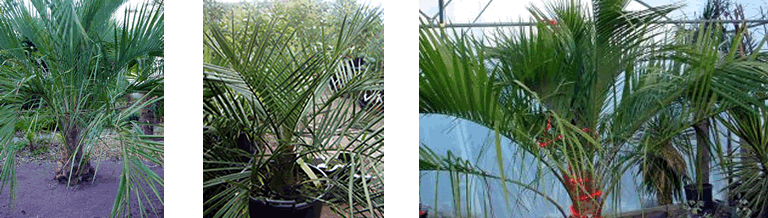 Butia and Jubaea at Nursery De Groene Prins